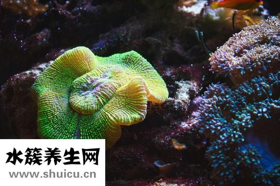 奶嘴珊瑚怎么移植