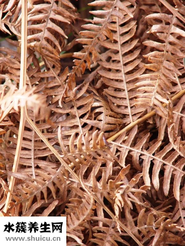 懷孕長雀斑怎么辦