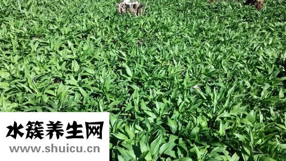 豇豆角怎么保存