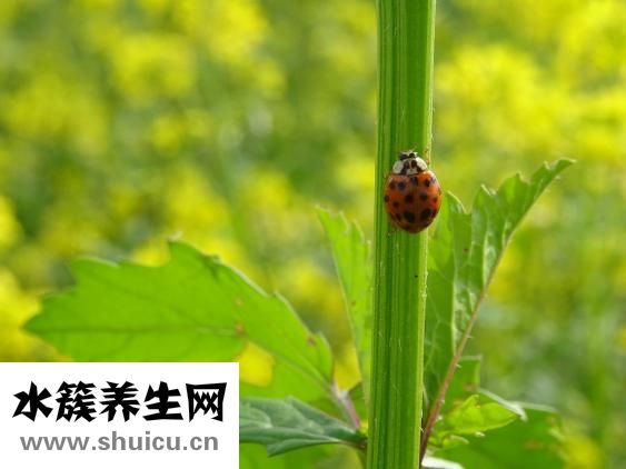 身上起芥子怎么辦