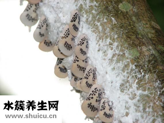 怎么確實是海關貨