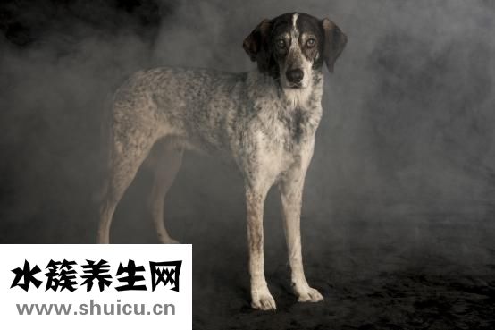 怎么給狗狗喂水