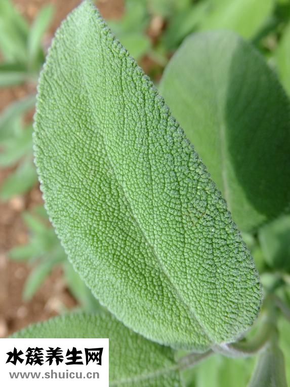 身上起芥子怎么辦