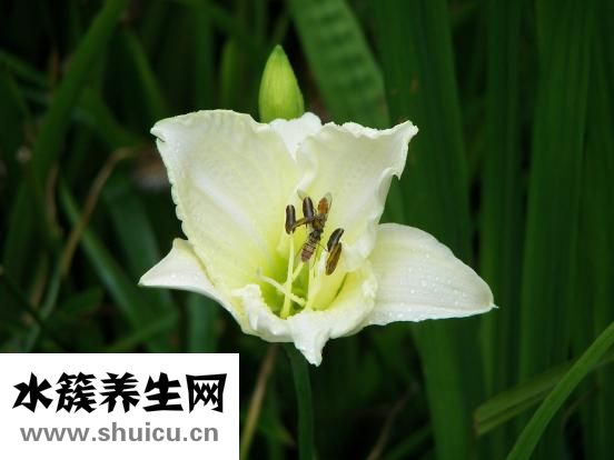 毛豆芋艿怎么燒