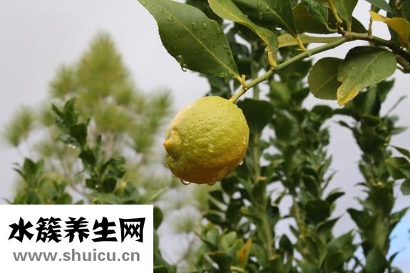 英國炸魚怎么做