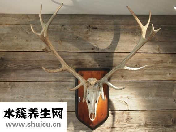 整根鮮鹿茸怎么加工