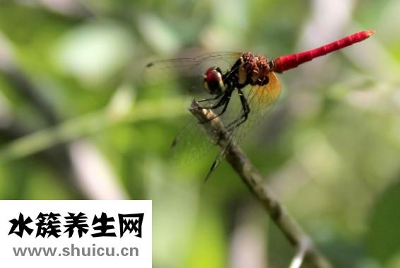 怎么快捷驅臭蟲