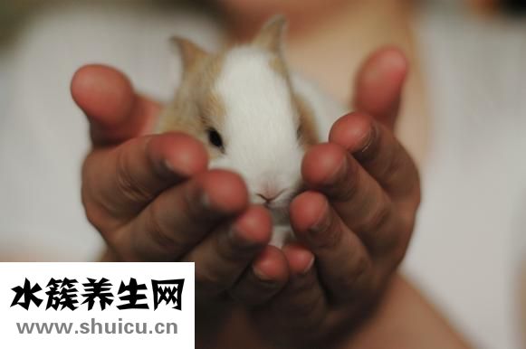 夾兔怎么避免老鼠