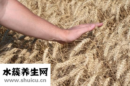 狗狗身上脫毛怎么辦