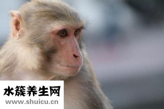 猴子癢癢怎么辦