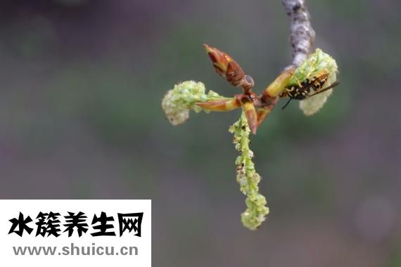 怎么快捷驅臭蟲