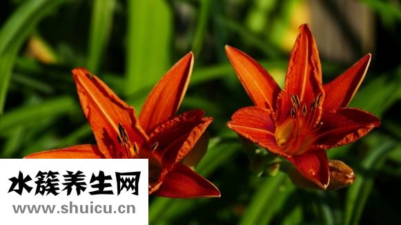 毛豆芋艿怎么燒