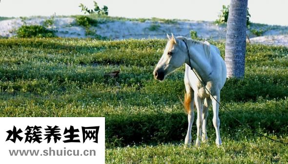 寵物店該怎么選址
