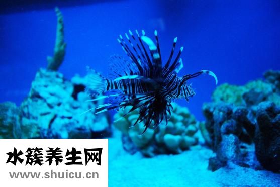 海洋寶寶怎么生孩子