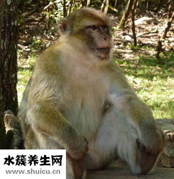 猴子癢癢怎么辦