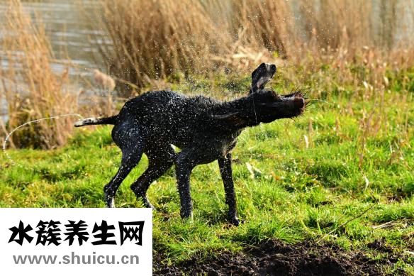 狗狗身上脫毛怎么辦