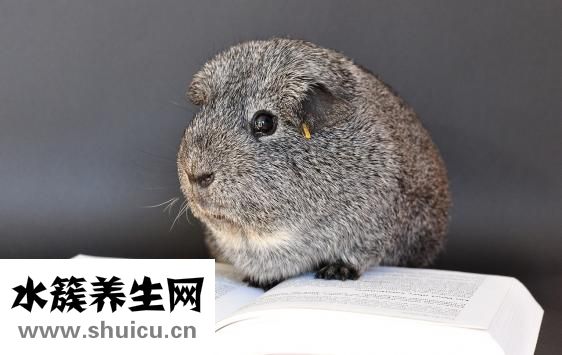 貓知道怎么回家嗎