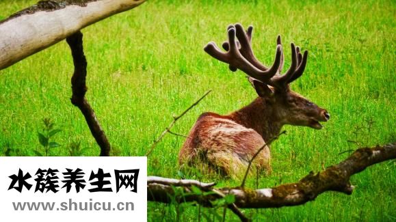 整根鮮鹿茸怎么加工