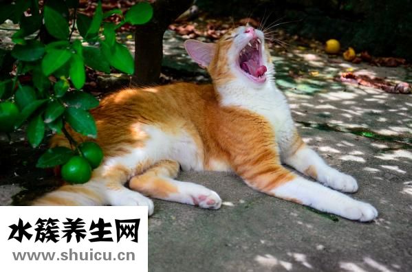 多囊應該怎么確診