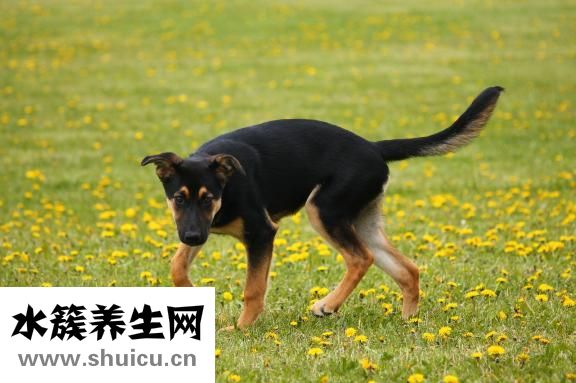 狗吃了石頭怎么辦