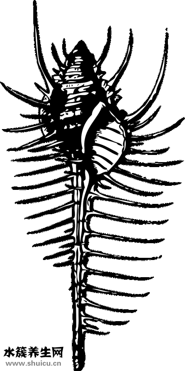 海水缸怎么清理