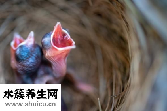 嬰兒臉黃是怎么回事