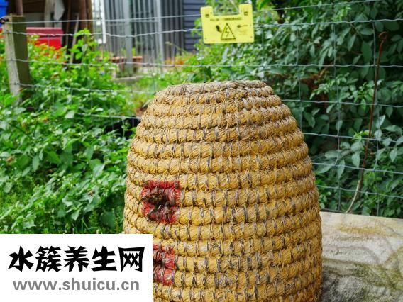 蜂巢長蟲怎么辦