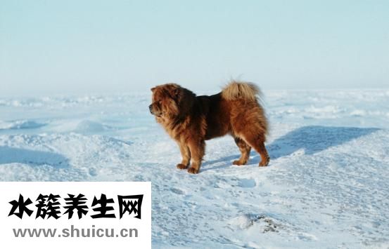 怎么給松獅驅螨蟲