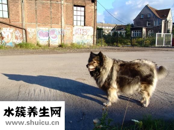 怎么給松獅驅螨蟲