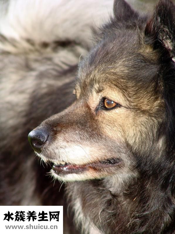 怎么給松獅驅螨蟲