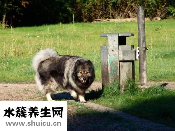 怎么給松獅驅螨蟲