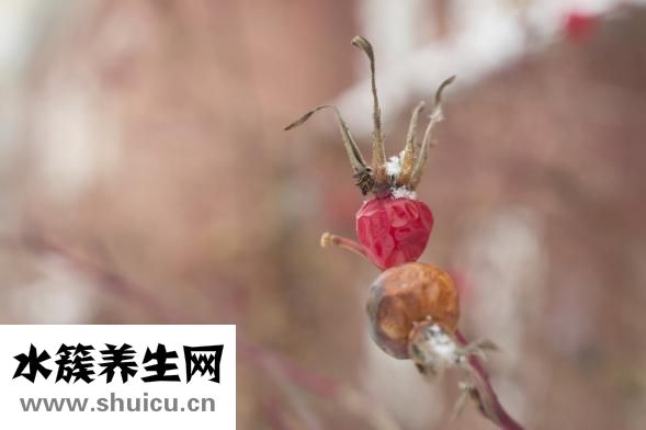 連體人怎么生活