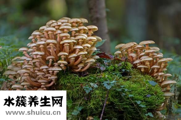 真菌性陰炎怎么根治