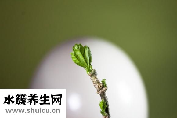 熟鴨蛋黃怎么弄碎