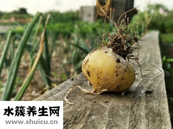 白蔥頭怎么炒好吃