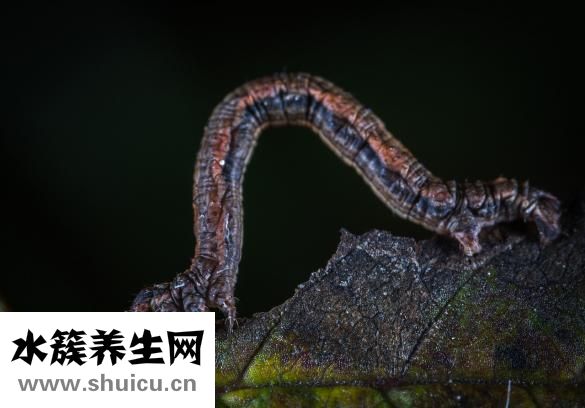 怎么檢查是否有蛔蟲