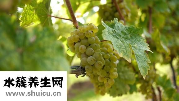 蝦缸有基肥怎么辦