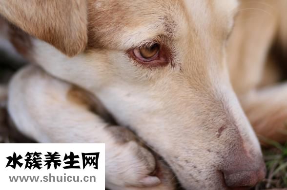 怎么清潔寵物耳朵