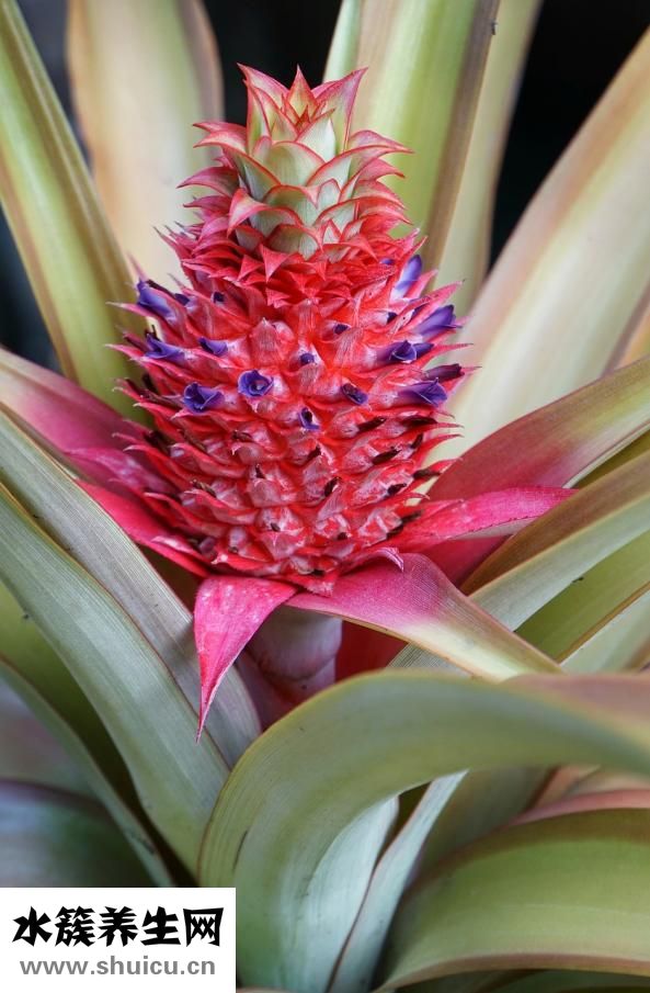 菠蘿紋怎么縮針