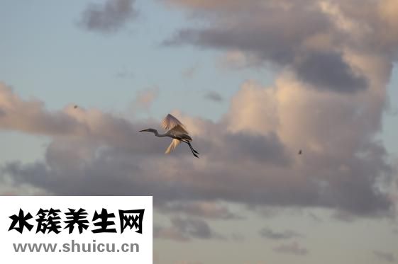 牛娃眼睛瞎了怎么辦