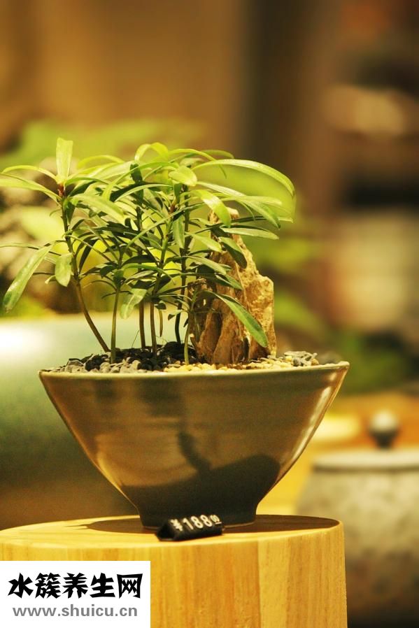 焯好的白菜怎么做餡