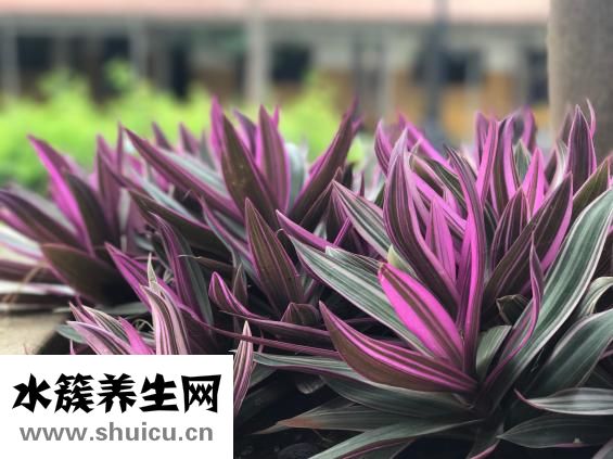 庫爾勒梨怎么挑