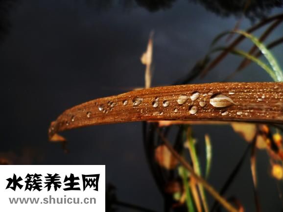 艾葉生姜水怎么熬