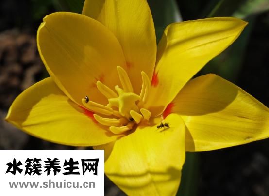 胃有白斑是怎么回事