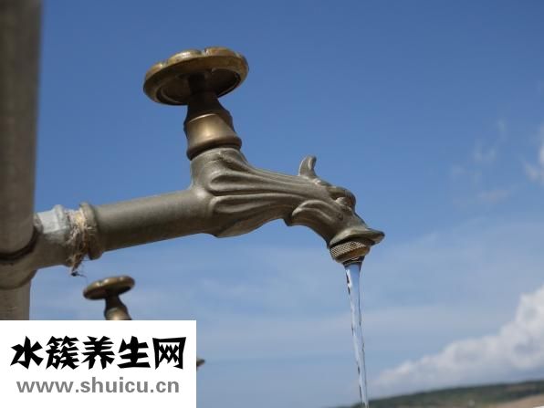 大白菜根怎么用水種