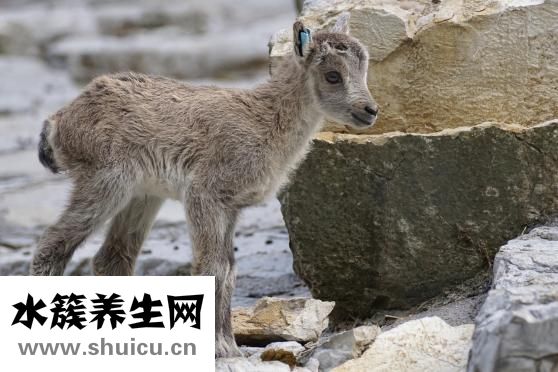 狗狗哮喘癥病怎么辦