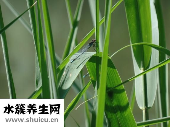 艾葉生姜水怎么熬