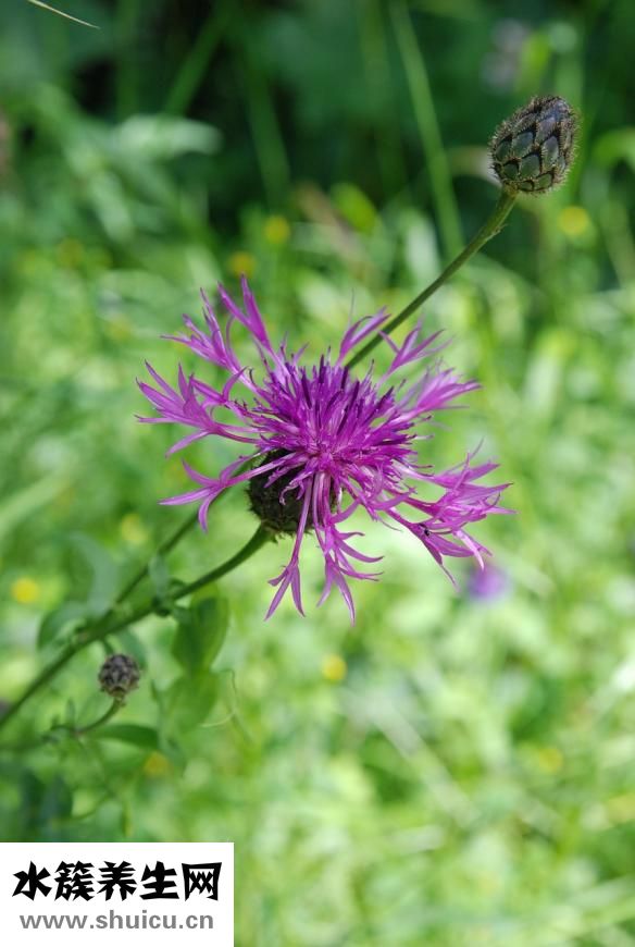 胸莫炎該怎么治