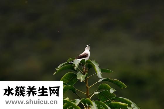 怎么洗頭預防脫發