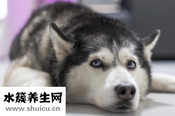 狗狗怕打針怎么辦